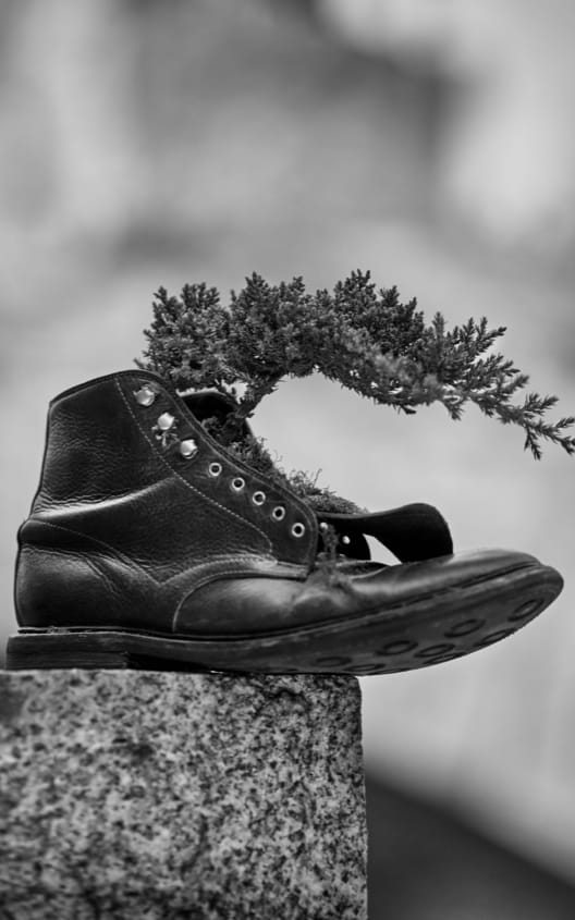 A men’s dress boot sitting on a piece of stone with a plant coming out of the opening. 